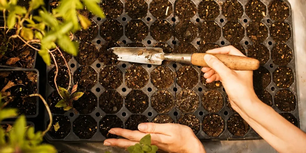 How to choose seedling trays depending on the crop
