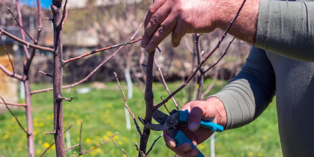 Garden Treatment Schedule for Spring and the Growing Season: A Step-by-Step Algorithm