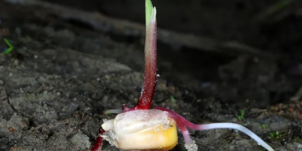 Breeding ideotype maize with enhanced yield through genomics-guided pyramiding of favorable alleles