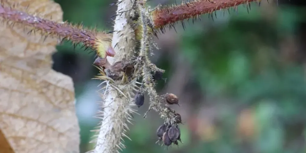 Breakthrough in Ginsenoside Production: Oplopanax elatus Genome Reveals Key to RK-Type Biosynthesis