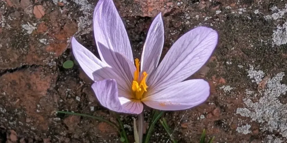 Spices Board mulls indoor saffron cultivation in Kerala