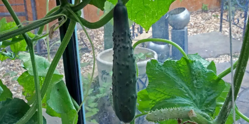 Fluopyram-trifloxystrobin residues in cucumber drop below quantification within 10-15 days