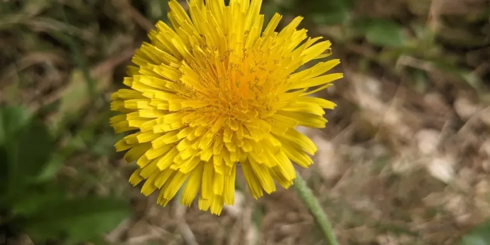 How to Effectively Control Dandelions in Your Yard: Methods and Best Practices