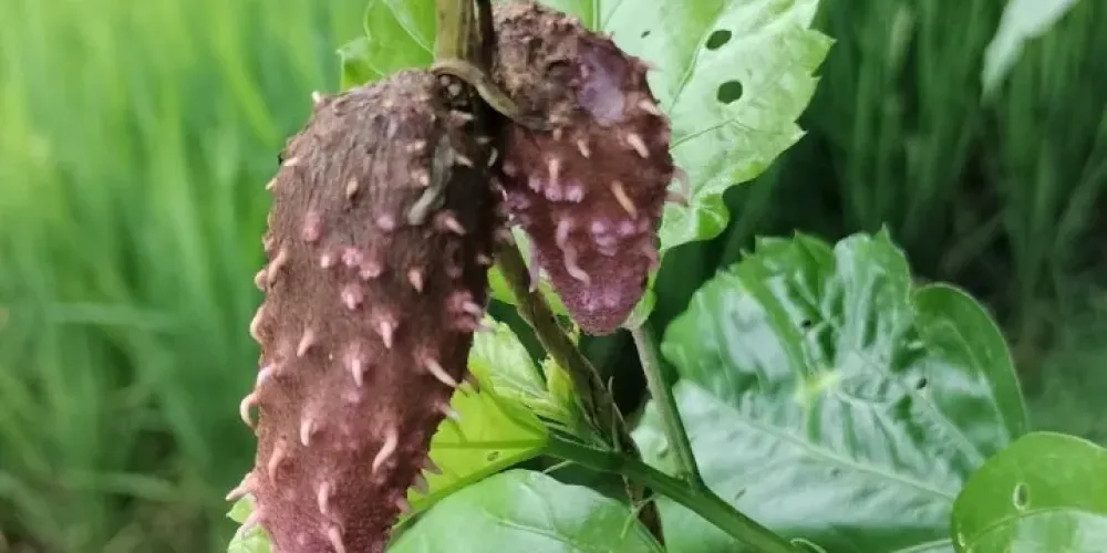Philippine ube growers face climate pressure as demand rises and resilient root crops gain attention