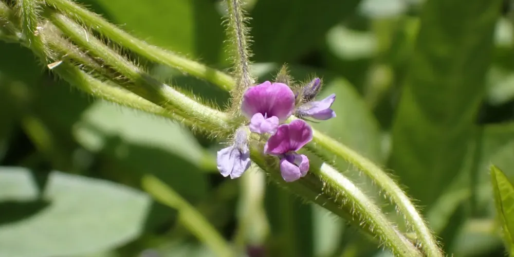 Applying Liebig’s law of the minimum for variable rate soybean seeding based on CEC-nutrient fertility index