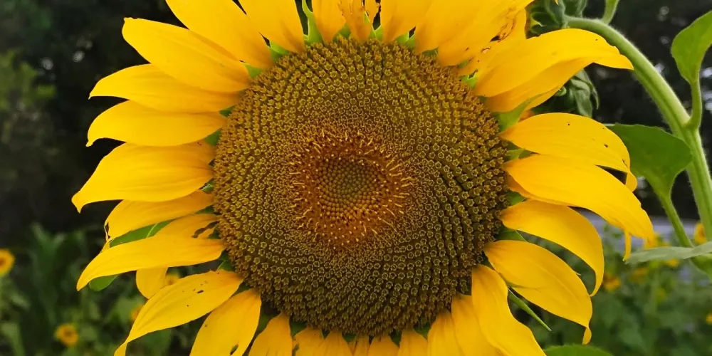 Why Plant Sunflowers Next to Tomatoes? Benefits of Companion Planting