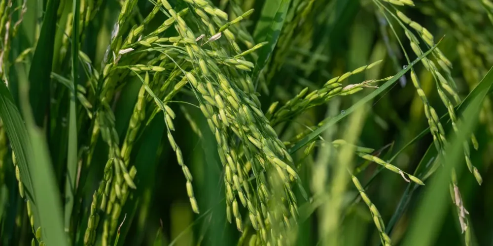 Chia‑mediated silica nanoparticles improve rice seed germination and early physiological responses