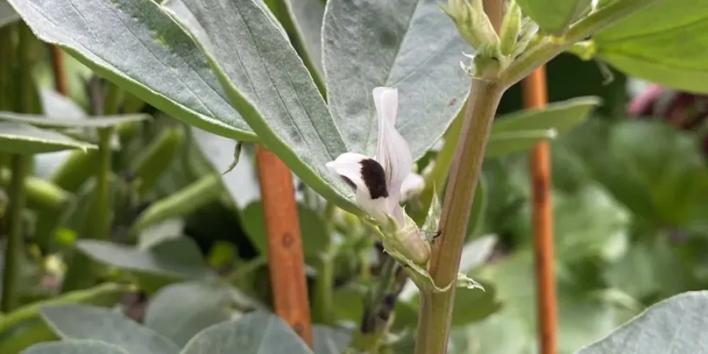 Single locus separates winter and spring faba beans: improved Hedin/2 v.2 genome and key winter-hardiness marker