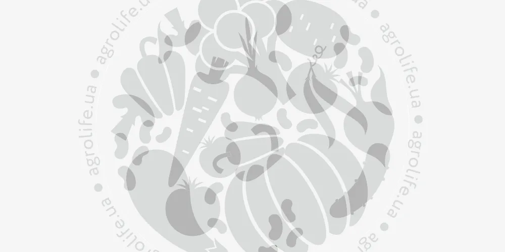 Как правильно купить семена кукурузы?