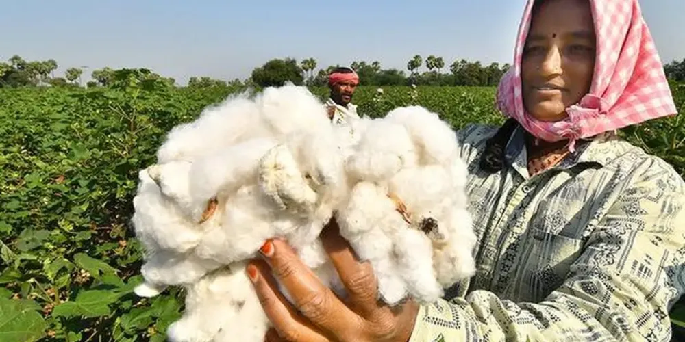 CCI MSP cotton procurement for 2025-26 rises about 4% to 104.01 lakh bales