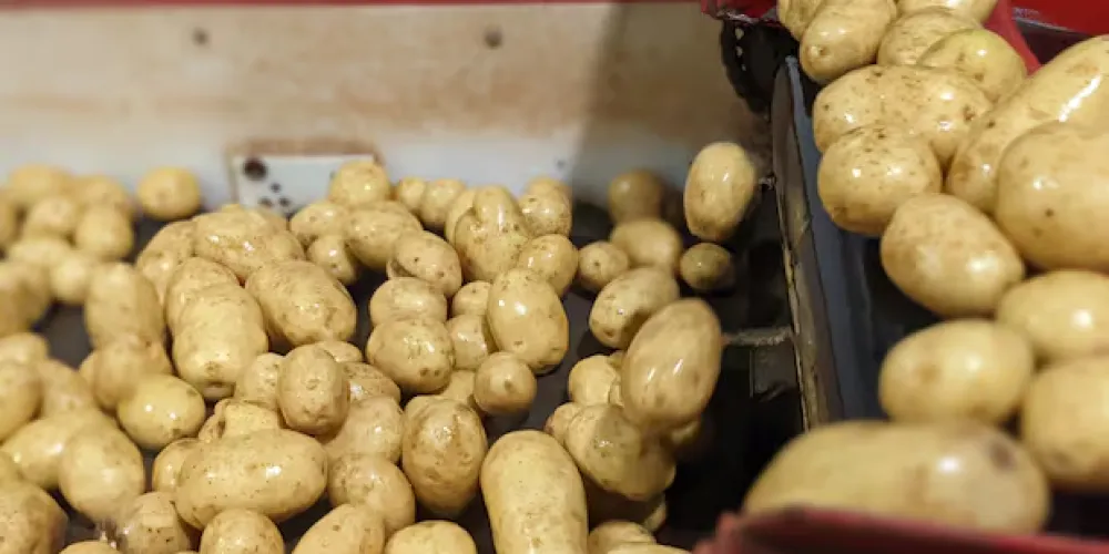 Canadian potatoes may soon be headed to Mexico thanks to new trade deal