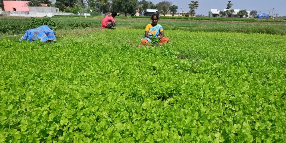 ICAR to build national gender platform for women in farming