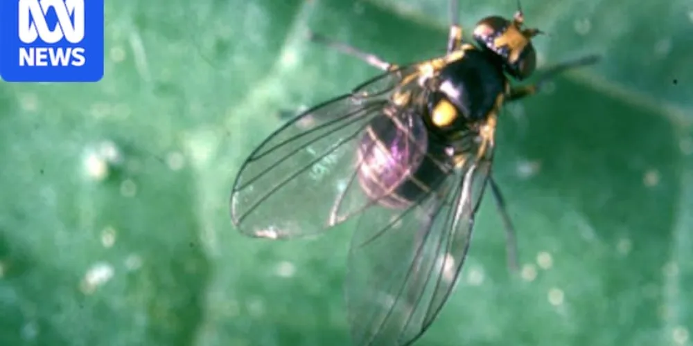 Tasmanian Farms Under Threat: Serpentine Leafminer Detected for First Time