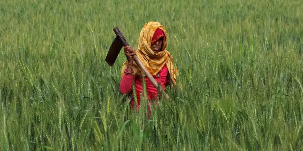 How contract farming is helping farmers secure stable incomes