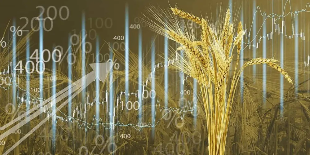 Grain and Oilseed Market: Quotations Decline on Leading World Exchanges