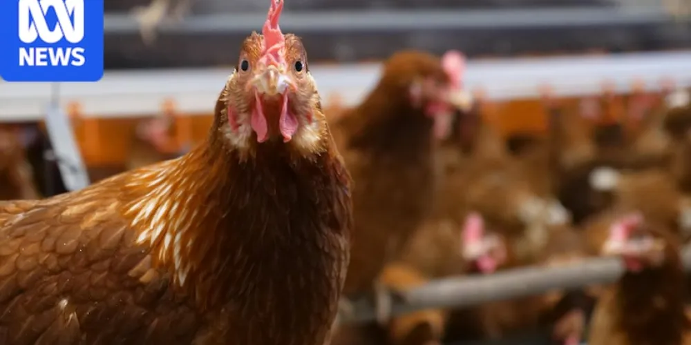 New biosecurity advice for egg producers as bird flu testing continues