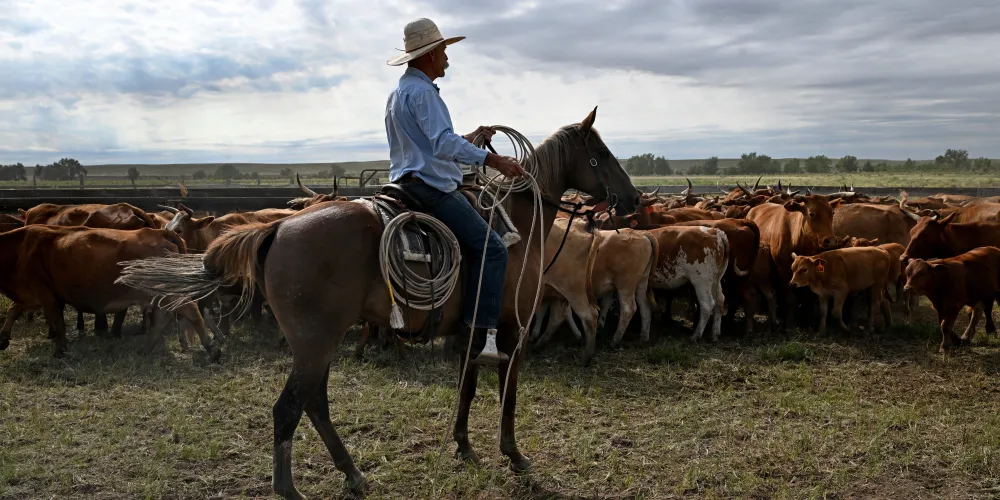 Ranchers and Lawmakers Slam Trump’s Beef Tariff ‘Betrayal’