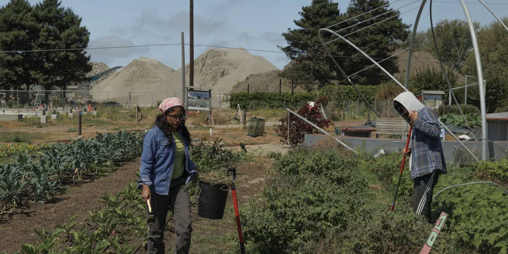 North Richmond Farm Expands Food Access as CalFresh Cuts Deepen Hunger