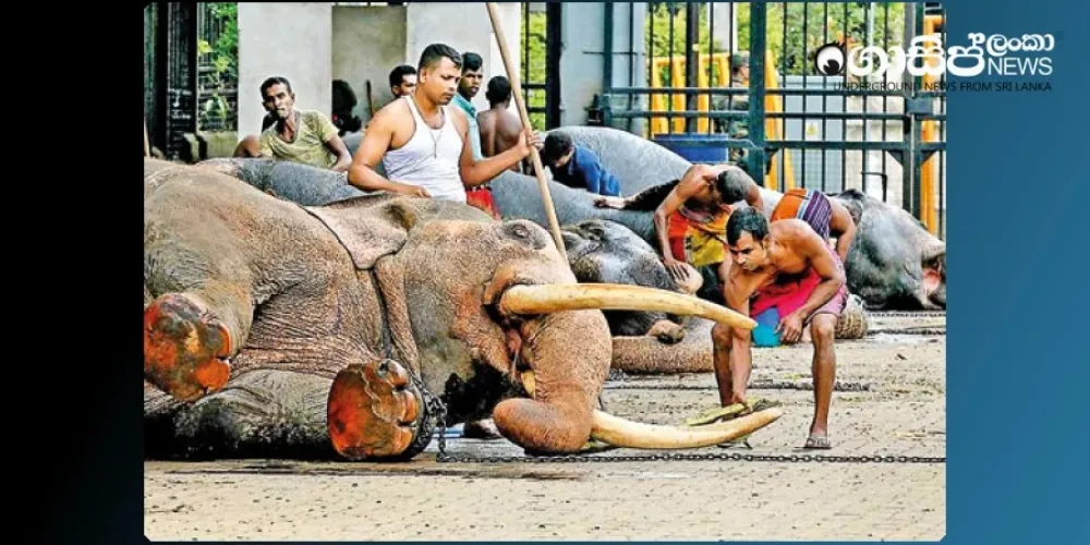 Controversy over new amendments being introduced to the Animal Welfare Act in Sri Lanka