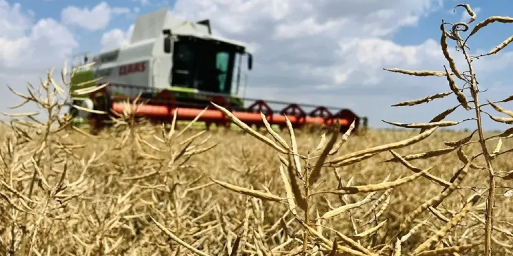 How Autumn and Winter Moisture Reserves Affected the Rapeseed Harvest in Transcarpathia