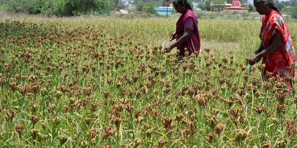 India’s farm reforms should marry nutrition and climate resilience, say experts