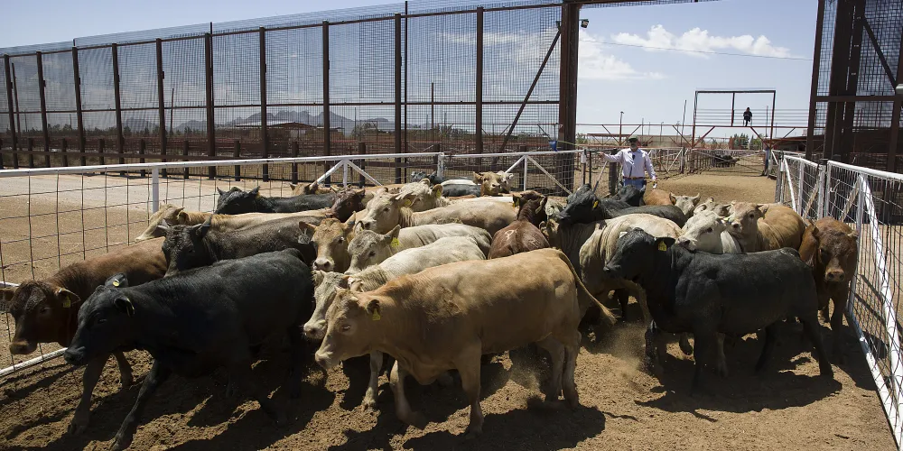 USDA открывает пограничный пункт в Аризоне для ввоза мексиканского скота на фоне борьбы с мухой-червеедкой
