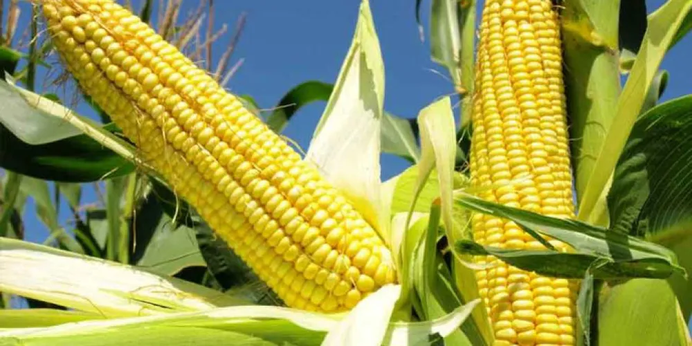 Ukrainian Farmers Plan to Reduce Corn Planting Areas Next Year Due to Low Profitability