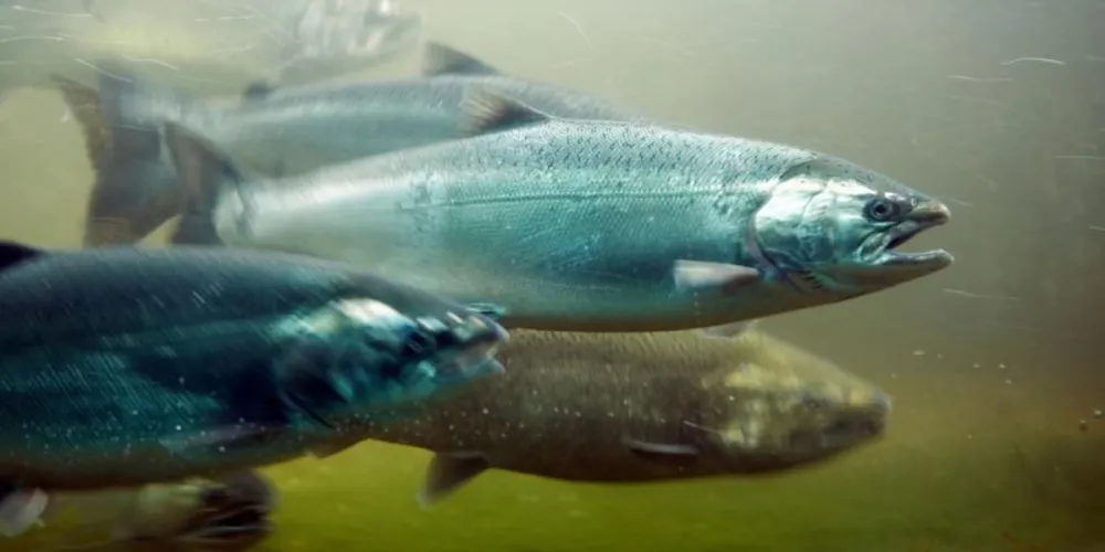 Pollution causes drastic decline in Irish salmon and trout populations