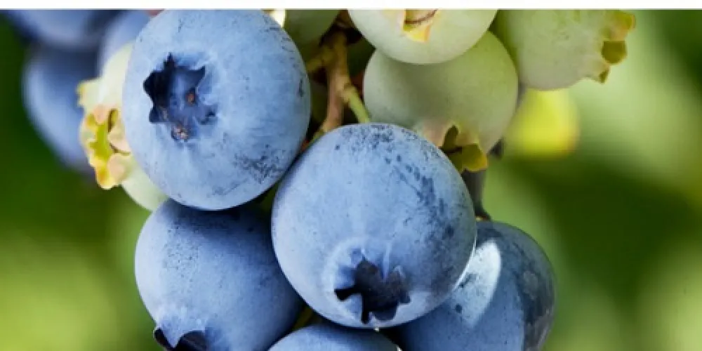 10 Tips for Growing Better Blueberries