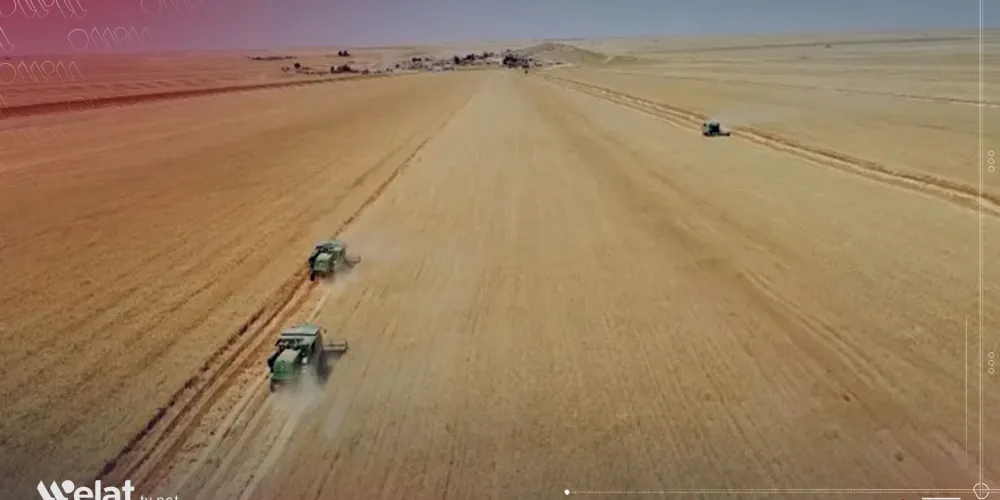 Hasaka Agriculture Directorate Announces Completion of Wheat Harvesting