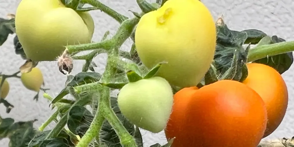 Study finds wastewater irrigation can concentrate drugs in crop leaves