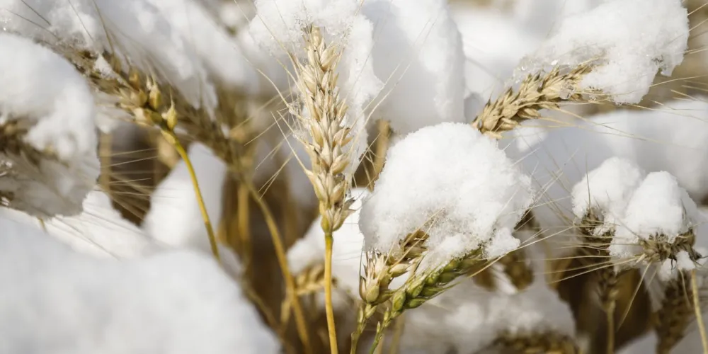 New gene targets may help crops restart growth after climate stress