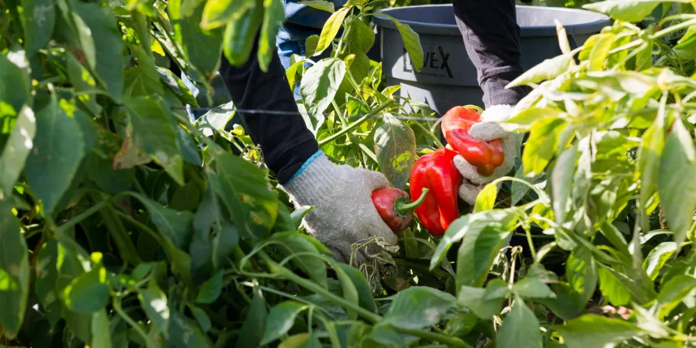 New Medicaid Work Requirements Threaten Healthcare Access for Farmworkers