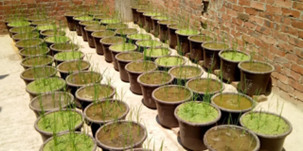 Influences of azolla-derived biofertilizer and compost on soil chemical properties and rice growth in contaminated soil