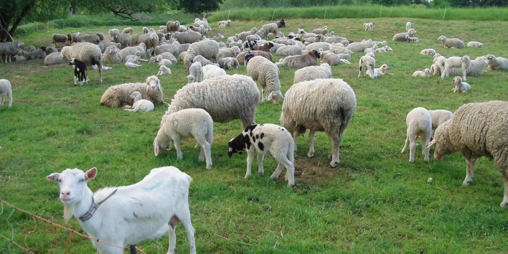 Romania seeks to unblock sheep and goat exports: Plan prepared for Brussels