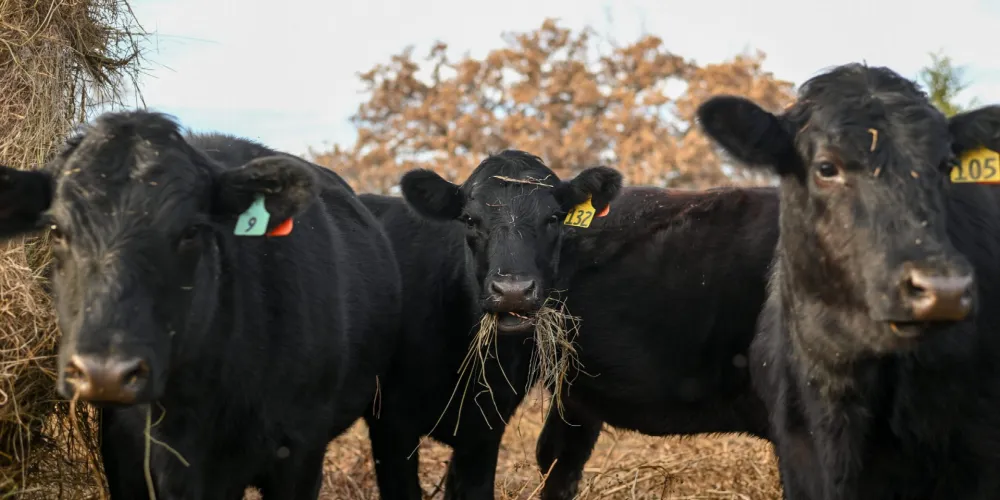 Four Screwworm Cases Found on a Texas Farm in Biggest Batch Yet
