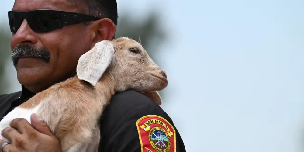 Pyrograzing: How Livestock Are Becoming Fire Prevention Heroes