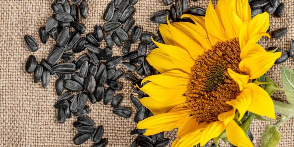 Kazakhstan Introduces Temporary Ban on Sunflower Seed Imports from the Russian Federation