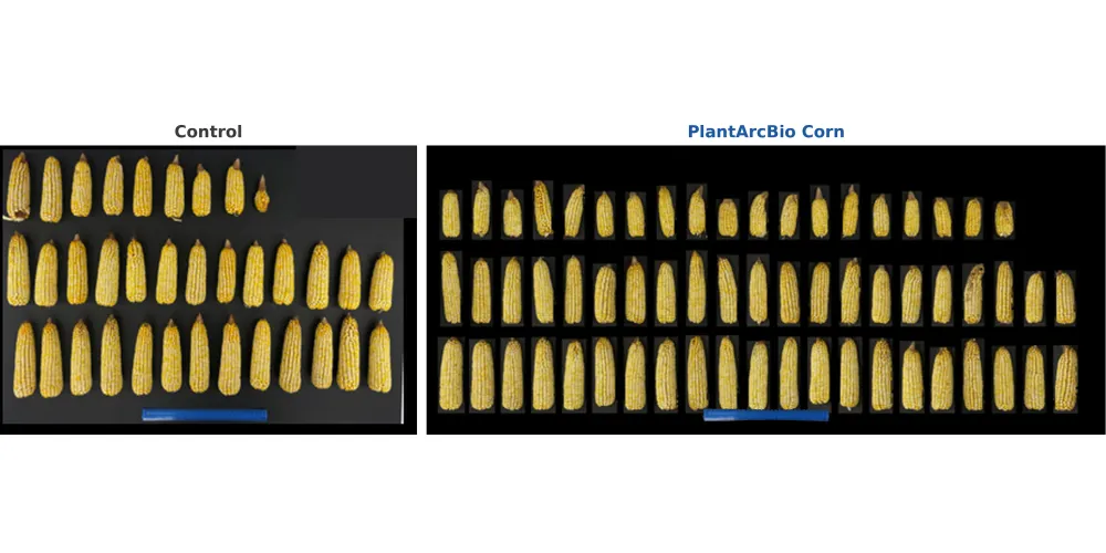 Генетические разработки PlantArcBio демонстрируют рост урожайности кукурузы