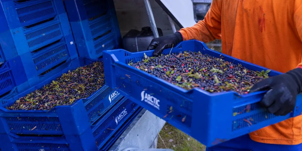 Berry prices set to rise after Finland denies visas to foreign workers