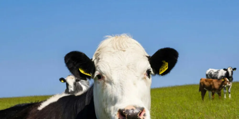 Irish nitrates derogation faces EU review push over water-quality and dairy-intensity concerns
