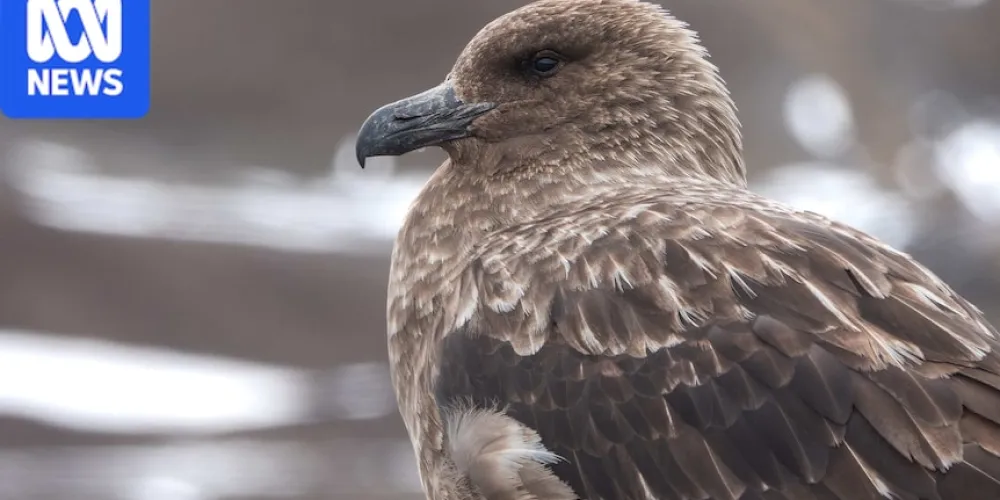 New Zealand reports first case of H5N1 bird flu
