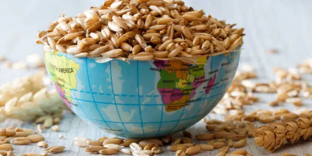 Current Data on Ukrainian Grain Exports in the 2026/2027 Marketing Year