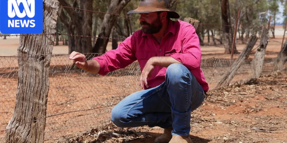 Rabbit plague costs Riverina farmers up to $100,000 a year
