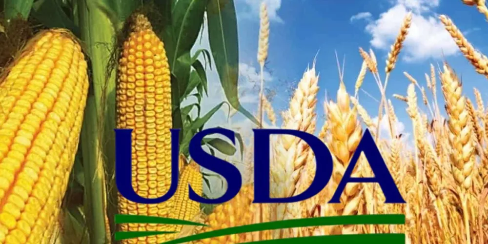 Отчет USDA: мировые прогнозы по пшенице и кукурузе на 2026/27 МГ