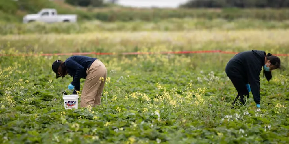 B.C. farmland watchdog faces staff cuts as workload grows