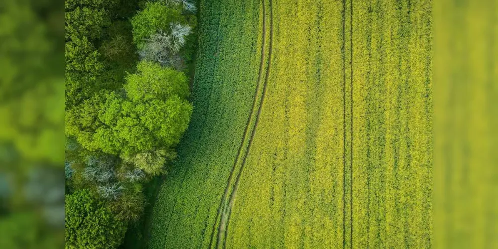 Керала вимагає виключити житлові будинки, ферми та плантації із зони екологічного контролю