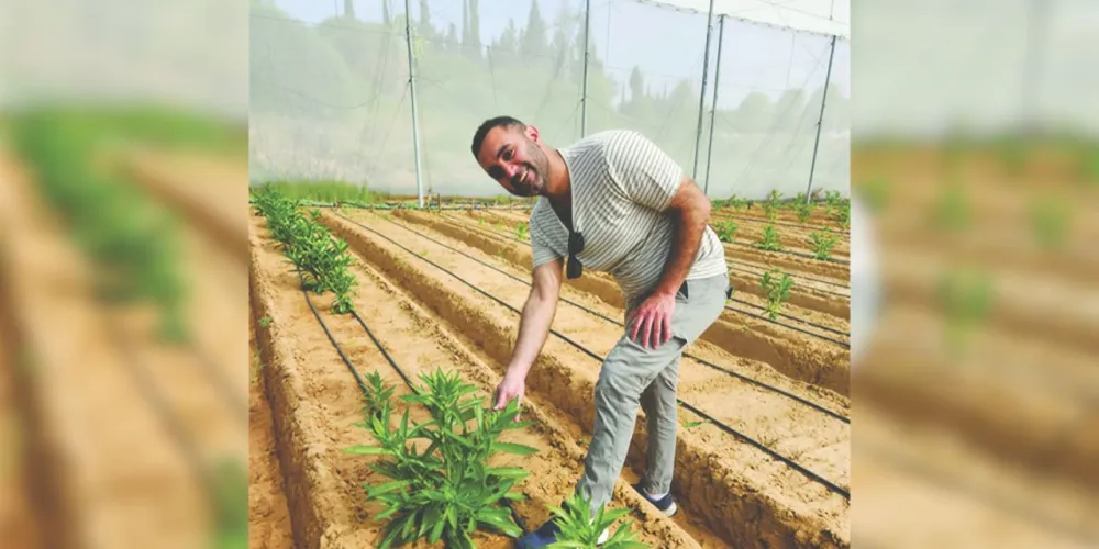 Israeli scientists engineer plants to produce milk protein, paving way for cow-free dairy