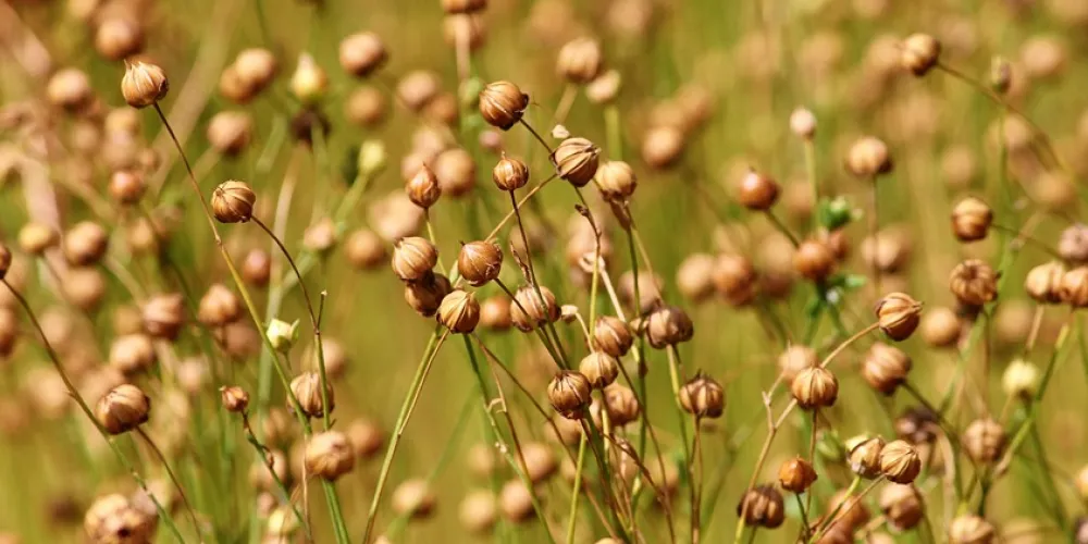 Export prices for Kazakh flax continue to strengthen