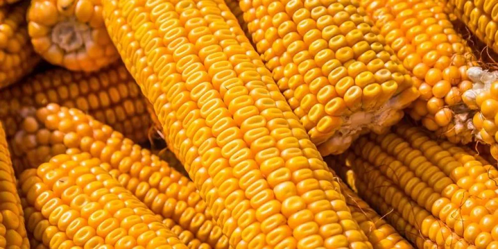 Импорт кукурузы в ЕС вырос на 40% из-за роста поставок из США и Украины